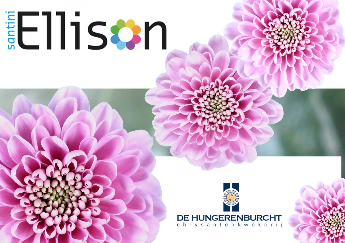 QFG Hungerenburcht start harvesting #santini ELLISON frm wk 16 (18th april) floritec.eu/en/news-events…

<a href="/QualityFlowerGr/">Qualityflowergroup.growersbest</a> #chrysanthemu #santini