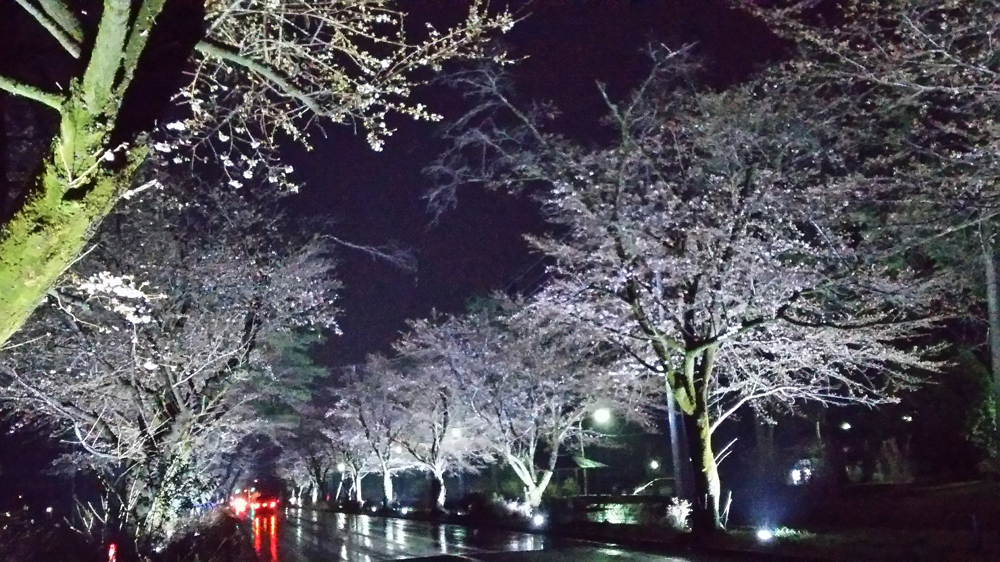 栃木市 おおひら桜まつりと開花状況 大平運動公園北のさくら通りでは18時 22時まで夜桜ライトアップ中 さくらはまだ咲き始め といったところ 見頃は来週後半になりそうです 4 1 土 2 日 は出店も並びます 少し早めのお花見 いかがですか 栃木市 おおひら桜まつりと開花状況 大平運動公園北のさくら通りでは18時 22時まで夜桜ライトアップ中 さくらはまだ咲き始め といったところ 見頃は来週後半になりそうです 4 1 土 2 日 は出店も並びます 少し早めのお花見 いかがですか