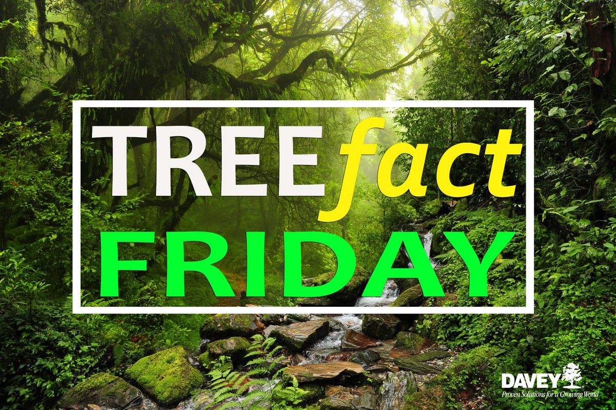 DaveyTree's tweet image. More than 20% of the world’s oxygen is produced in the Amazon rainforest. 
Via: @arborday #TreeFactFriday