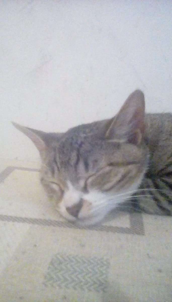 DeathX0's tweet photo. @DenisDailyYT Look at my BEAUTIFUL KITTEN! https://t.co/FqqznyWaml