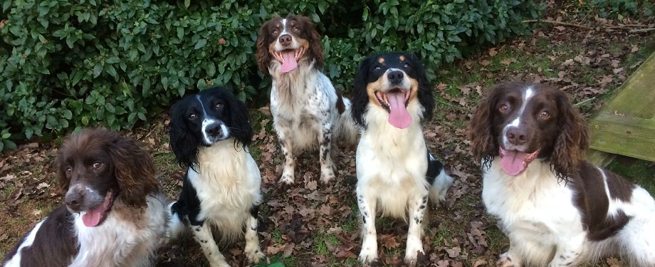 TorwindSpaniels's tweet photo. @FestivalsofDogs Looking forward to joining up with you again and a whole host of spaniels on 8th April 2017 https://t.co/iJg8hYOn1M