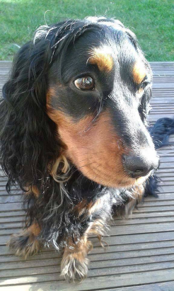 AnimalsBelize's tweet photo. #TrackingPaws Missing male Cocker Spaniel from the DFDS Ferry in Tyne Port North Shields NE29 UK on the 21st/December/2016. #HelpToFindLucky https://t.co/iGxUUGoMkn