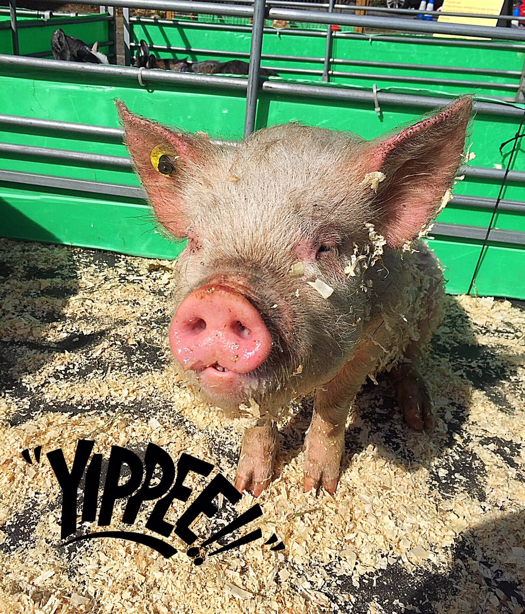 fishersmobile's tweet photo. It's #Friday! Kim our beautiful #middlewhite #piglet wishes you all a great weekend RT if you think she looks naughty! #fishersmobilefarm https://t.co/OtKnrg52uc