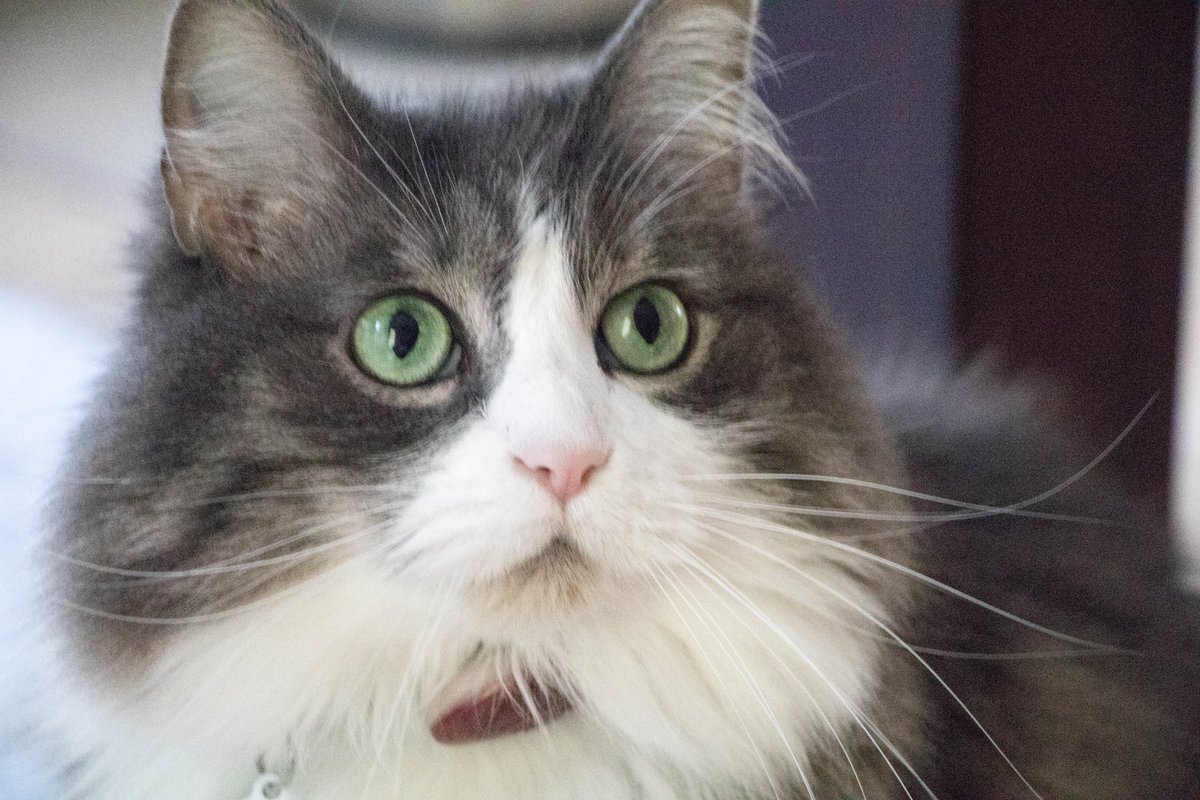 EzioTweets's tweet photo. Products with a cause helping animals @LucyPetProducts  #SMTulsa #CatsIncredible  My sister &amp; I can haz litter? https://t.co/yAmqS6h2qG