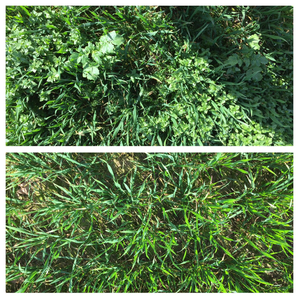 darrenadkins5's tweet photo. If anyone asks why growers use herbicides, this is why #spraymiss @Bayer4CropsUK https://t.co/m5E8c0oYlv