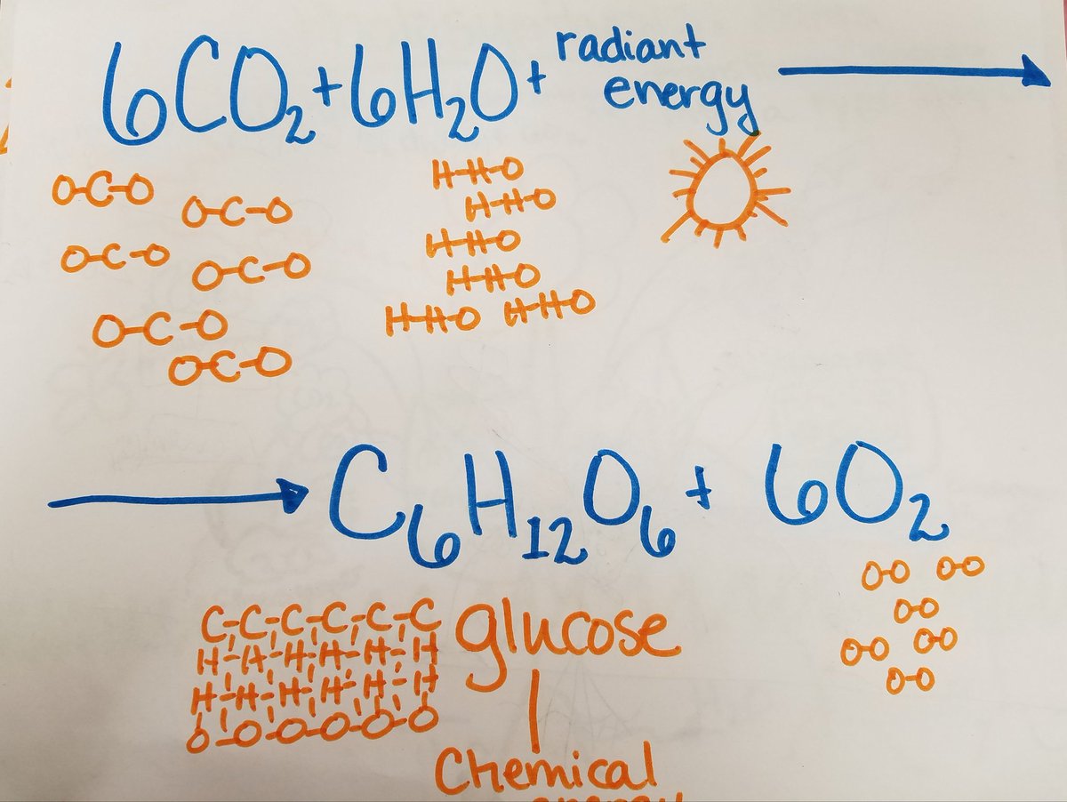 GiftedMrsGuzman's tweet photo. @NISDPatNeff students completed drawing notes today #stepbystep #drawtolearn #wearepatneff #photosynthesis #energytransformation https://t.co/1sAZWwOV3R