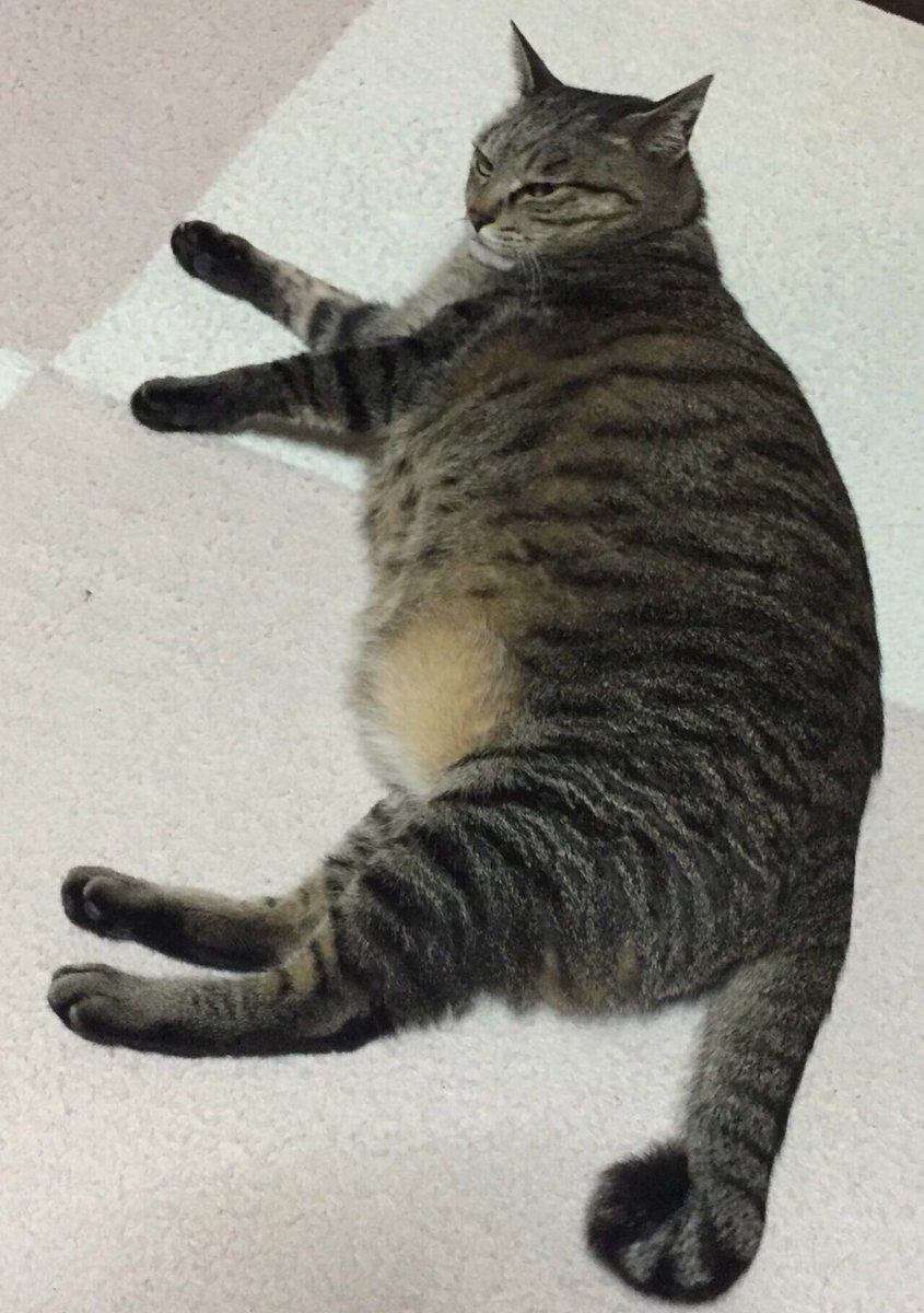 おくら くう 返事遅くてすみません בטוויטר なんかね オス猫はルーズスキンって言って 噛まれても大丈夫なように下腹がダルンダルンになるんだって 脂肪とルーズスキンの見分け方は 掴んで皮だけならルーズスキン 肉が入ってたら脂肪 もちろんくうは脂肪だよ