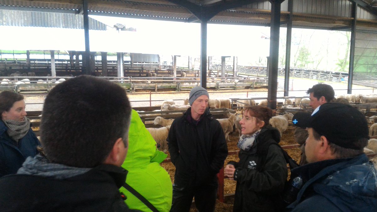 GautierIdele's tweet image. Chez Graham, mois de 10% de mortalité des agneaux. Beaucoup d&apos;intérêt pour #robustagno @SRUCKirkton @ConsultingSAC #eip-agri