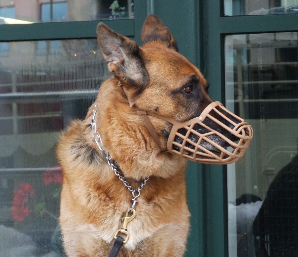 faunawatchnl's tweet photo. 'Als een #hond een mens #bijt, moet de hond verplicht #gemuilkorfd worden totdat de hond een #gedragstraining heeft gedaan.' Wat vind jij? https://t.co/2iHsS7LQfS