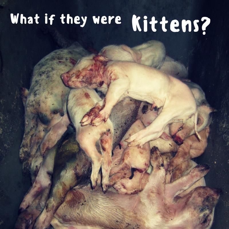 MercyForAnimals's tweet photo. Would you care more if they were kittens? #GoVegan https://t.co/48K2PF80eZ