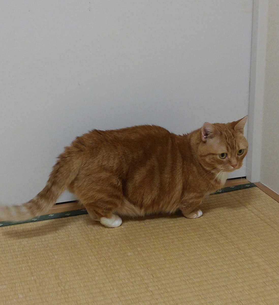 おくら くう 返事遅くてすみません בטוויטר なんかね オス猫はルーズスキンって言って 噛まれても大丈夫なように下腹がダルンダルンになるんだって 脂肪とルーズスキンの見分け方は 掴んで皮だけならルーズスキン 肉が入ってたら脂肪 もちろんくうは脂肪だよ