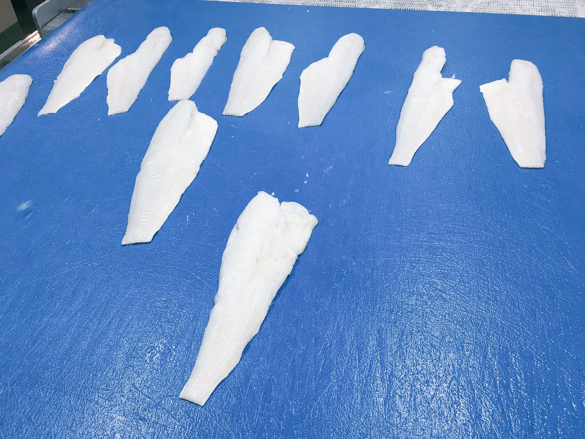 codlantic's tweet image. Small cod fillets getting ready for some IQF action. They will arrive in the UK just in time for Easter.