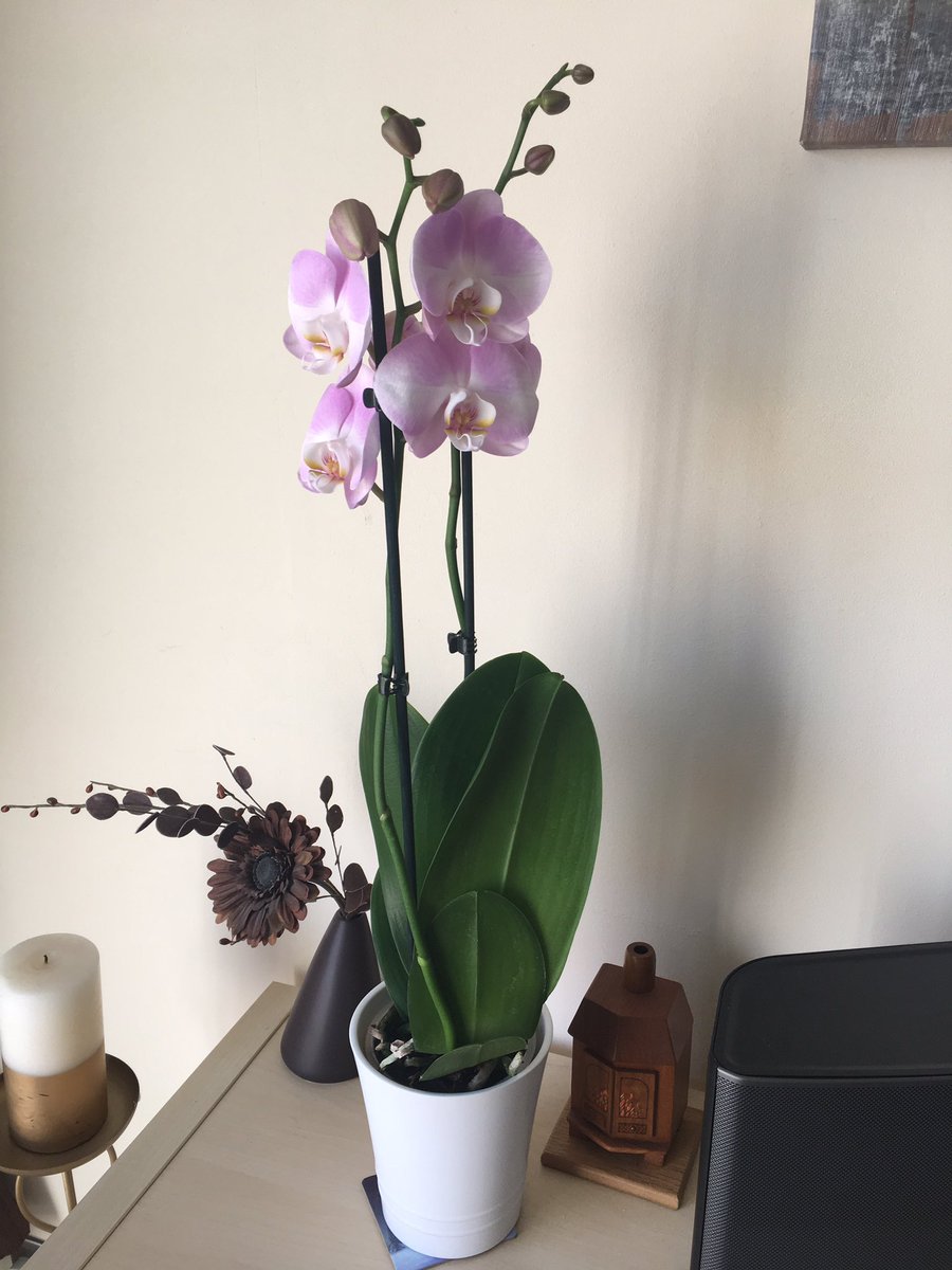 GemmaKahl's tweet photo. Thank you to @ToyotaGB Jemca Bracknell for our brilliant new car and the beautiful orchid! #newcarday #beatingthetaxrise #17reg https://t.co/w4Cn0Gg1mG