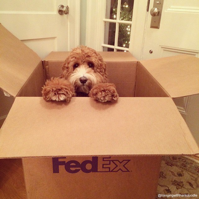 FedEx's tweet photo. Hang in there, it's almost the weekend! #FridayFeeling https://t.co/aRV6xDiSY1