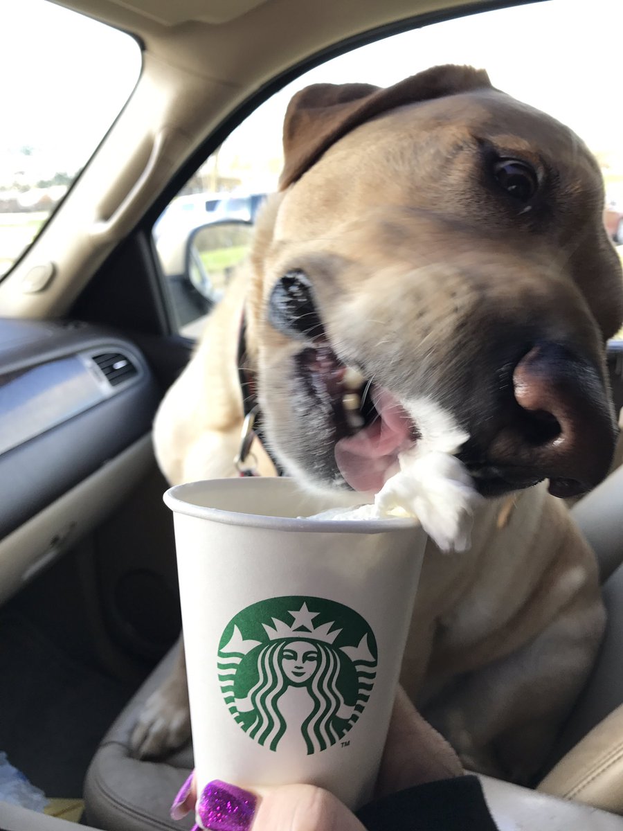 OakiePokey's tweet photo. Celebrating @BannerBJones &amp; @Koda_BrownBear 's mama, @Loghea , birthday @Starbucks ! Her favorite place! #HappyBirthday https://t.co/0z0AN1lte8