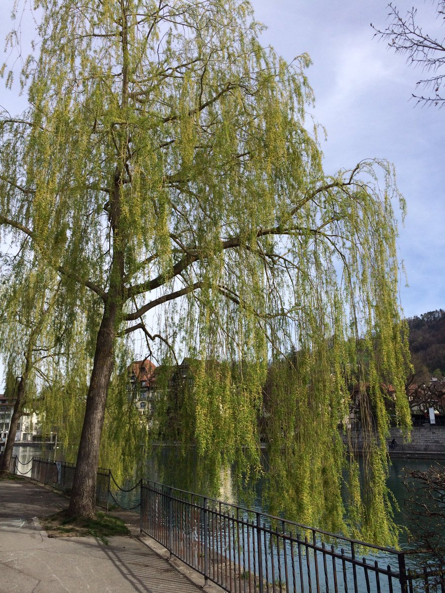 k_kathi's tweet photo. #tapettenwechsel: #thun! ;-) 
#todo #must #highlight #sonne #wasser #genuss #warm #ich #frühling #thunersee #nichtstun #glücksmoment #flow https://t.co/1EmfdLfJxk