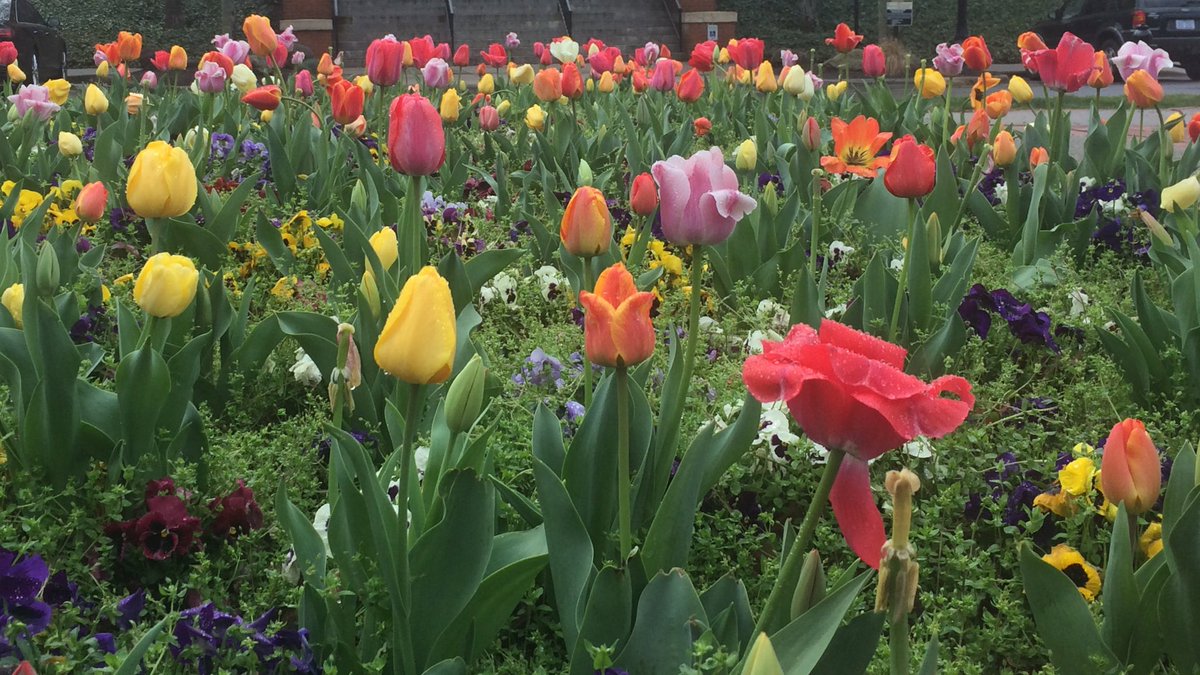 katieneal's tweet image. A little rain is no match for these buds 🌷☔️ #springintheforest