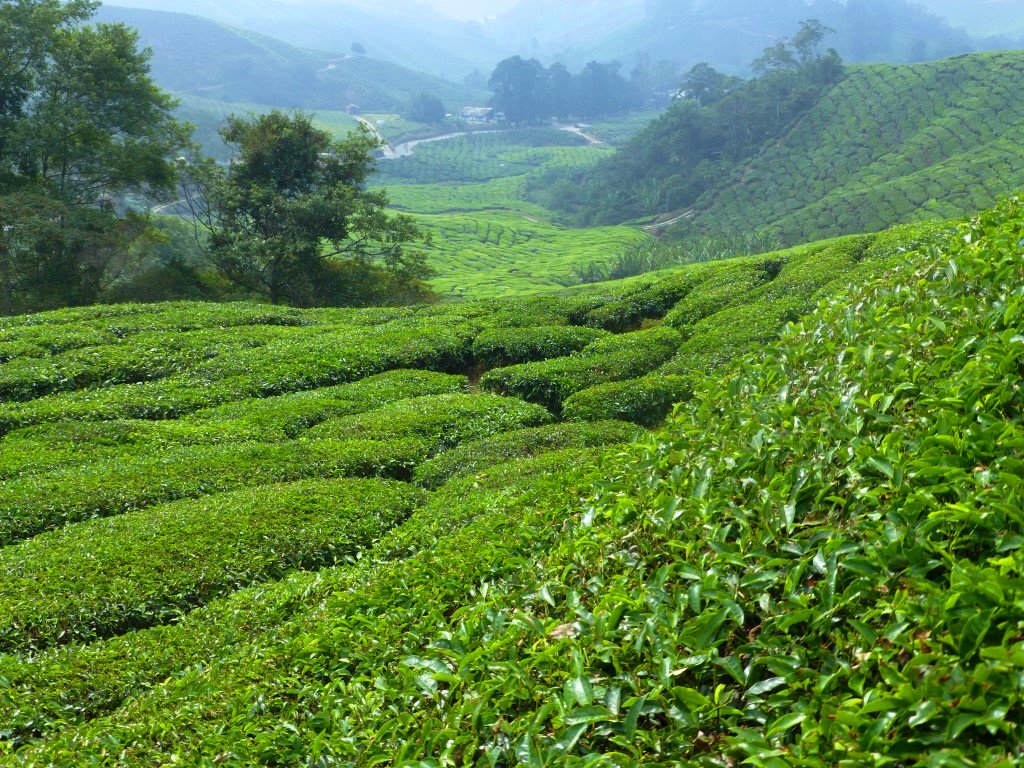 AminataNoyer's tweet photo. Reportage photos d'un #paysage reposant en #Malaisie https://t.co/LsDg61aK0Z  #cameronHighlands #Malaysia #tea #thé #plantations https://t.co/pk5KaX3wX1