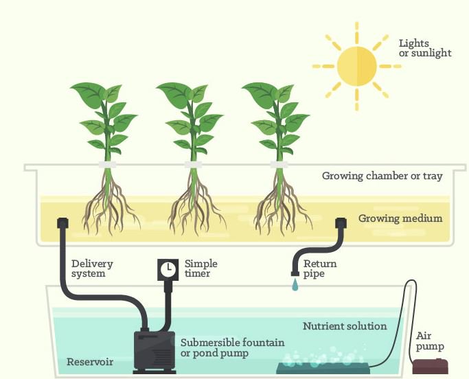 easyponic's tweet photo. The basic parts of an #hydroponic system #infographics https://t.co/BVZzKCeNz3 vía @CustomMade https://t.co/sqkJhfUHne
