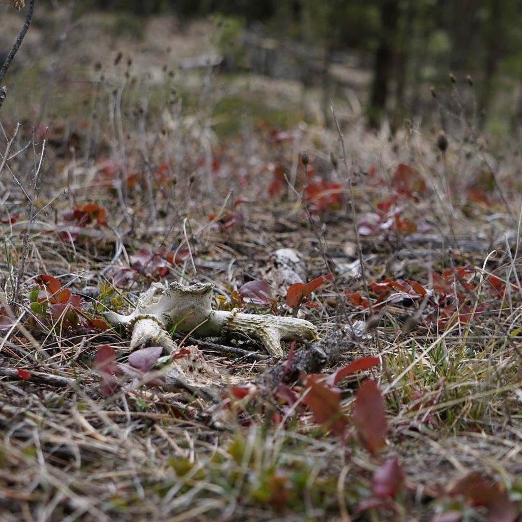 felixfsantistev's tweet photo. RT https://t.co/c8Xux6IW4O #shedhunting #hornhunting #naturephotography #antler #montana #shedseason #nofilternee… https://t.co/OUXPPXUl5y