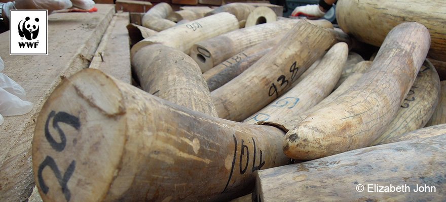 🐘 BREAKING: Today marks the end of the first stage in implementing China’s #ivory ban. RT if you agree more countries should do the same.
