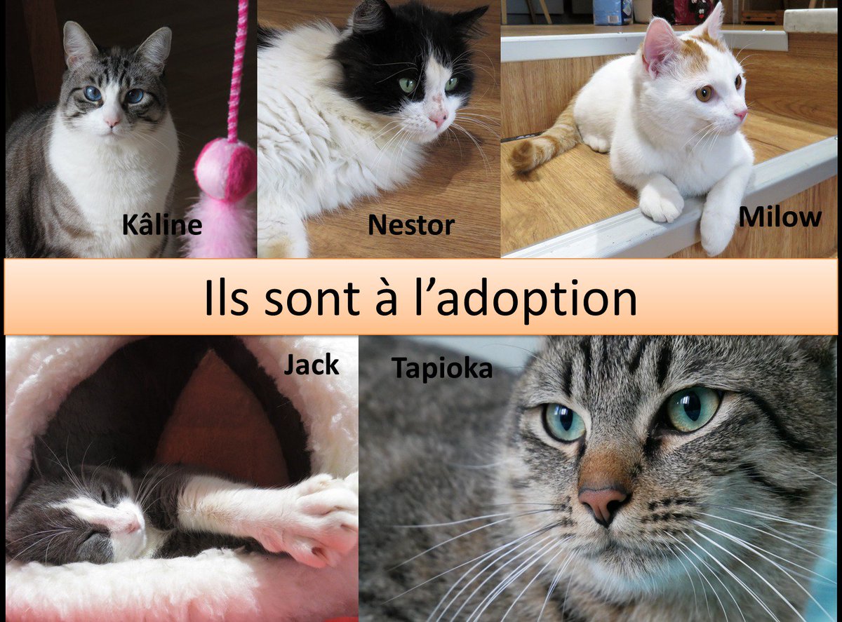 SpaBdx's tweet photo. Nos #chats à l'#adoption! #animaux #bordeaux #gironde #aquitaine #adoptdontshop #bonneaction #amour #cats #chaton https://t.co/ODKenUinIz