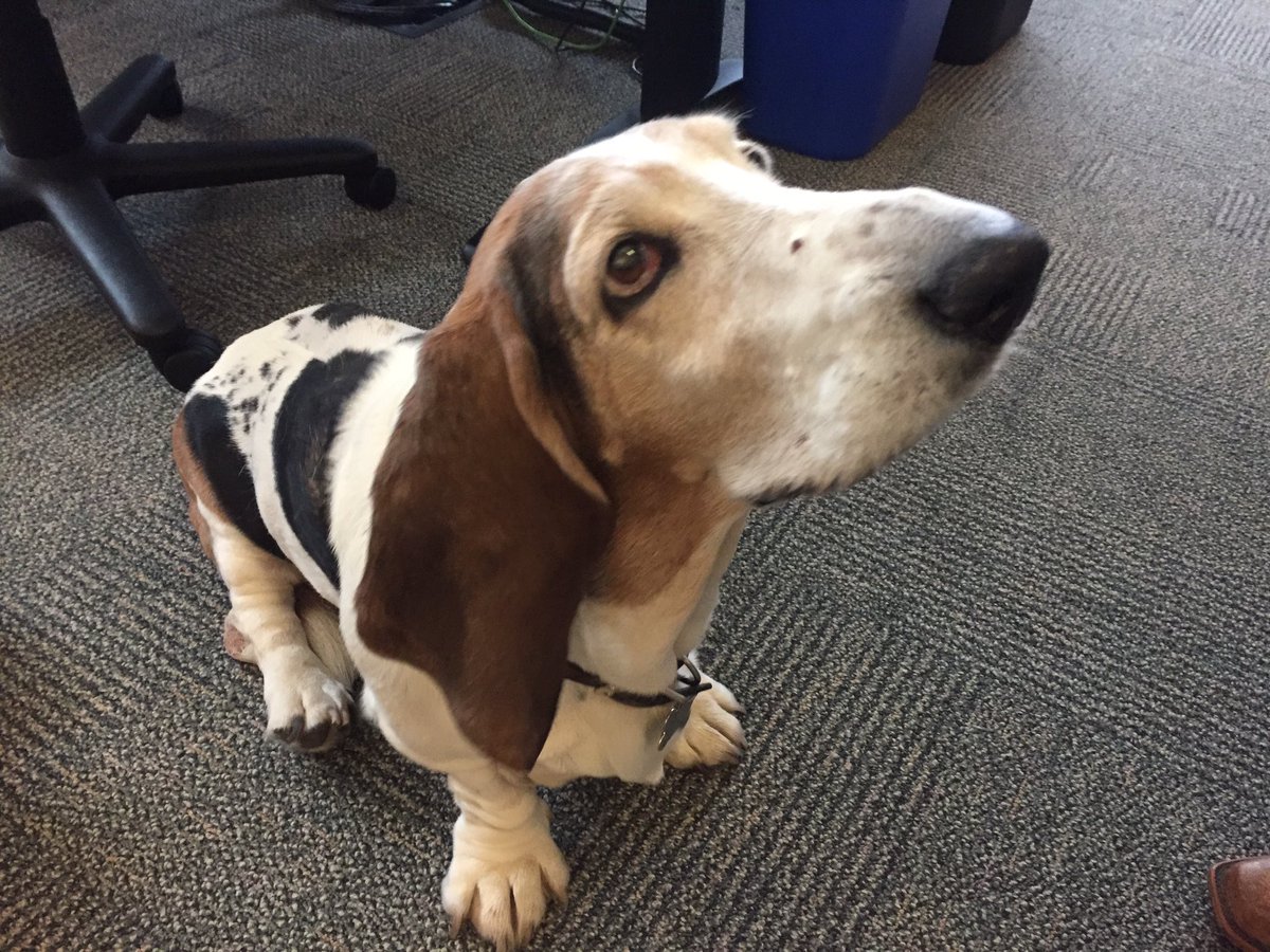 CJSatter's tweet photo. A furry visitor for our last day of FIT Bootcamp! #FITBC5 https://t.co/AuBFq7NW0D