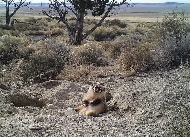 This badger don't care. This badger spent 5 days burying a cow that was 3 times its size. Watch it dig! goo.gl/iuCc7f