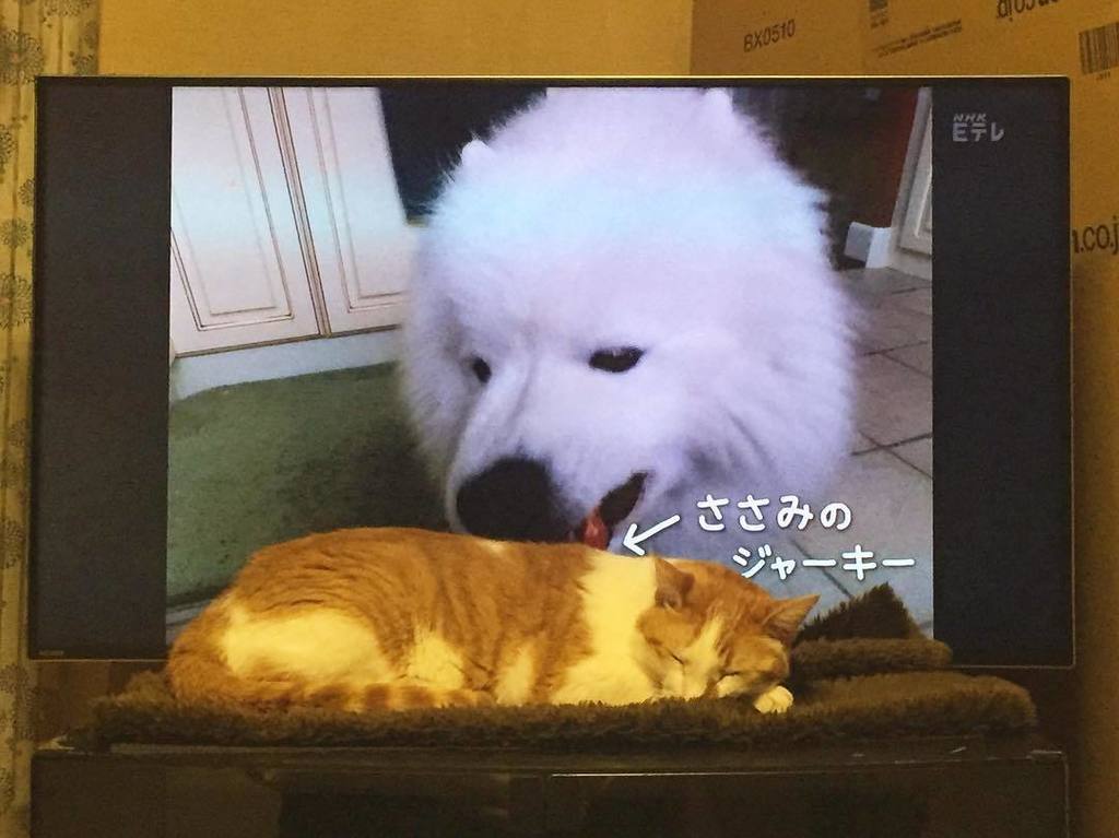 我輩は犬