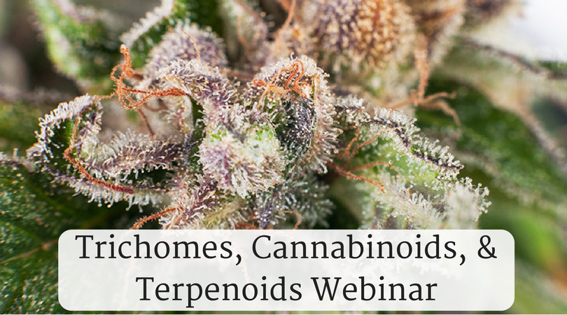 Fl_cannabis's tweet photo. Join @Cj_Hermida as he explains how these components work to produce all the benefits the cannabis plant provides! https://t.co/QWlPAgG6H9 https://t.co/Q3emsxwZ2I