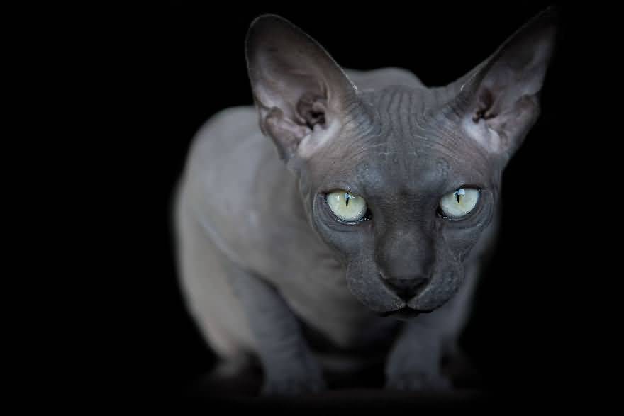 ×new account
×not new to Rp
×Semi-detailed
#openrp #warriorcatsRp
