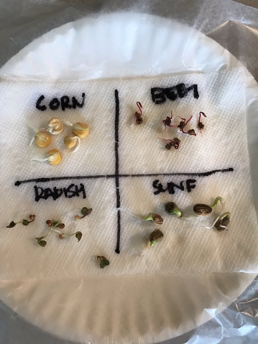 pizza4piazza's tweet image. Sciencist Alert: Our seeds germinated in the following order RADISH, BEET, SUNFLOWER and CORN! #emgepride #thirdgradescientists