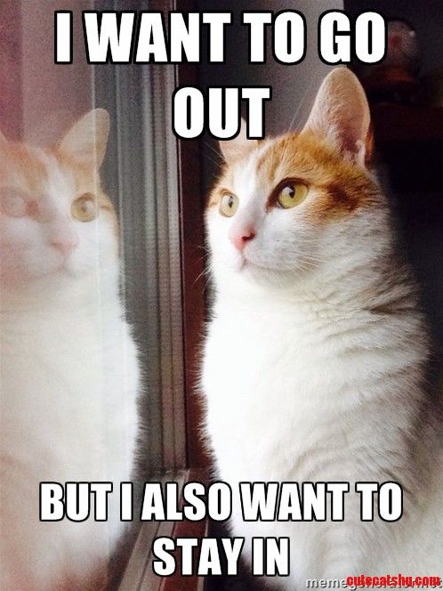 catcapitaluk's tweet photo. FRIDAY! Night out or night in? https://t.co/Bm39FsDqv2