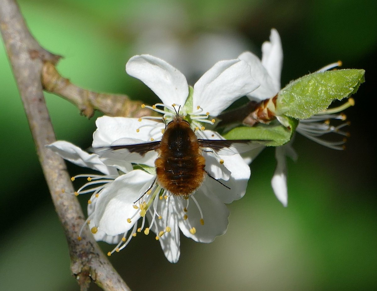 First Bee Fly in the garden today - needs solitary bees and spring flowers - effort rewarded :) #wildlifefriendlygardening @GlosNatSoc