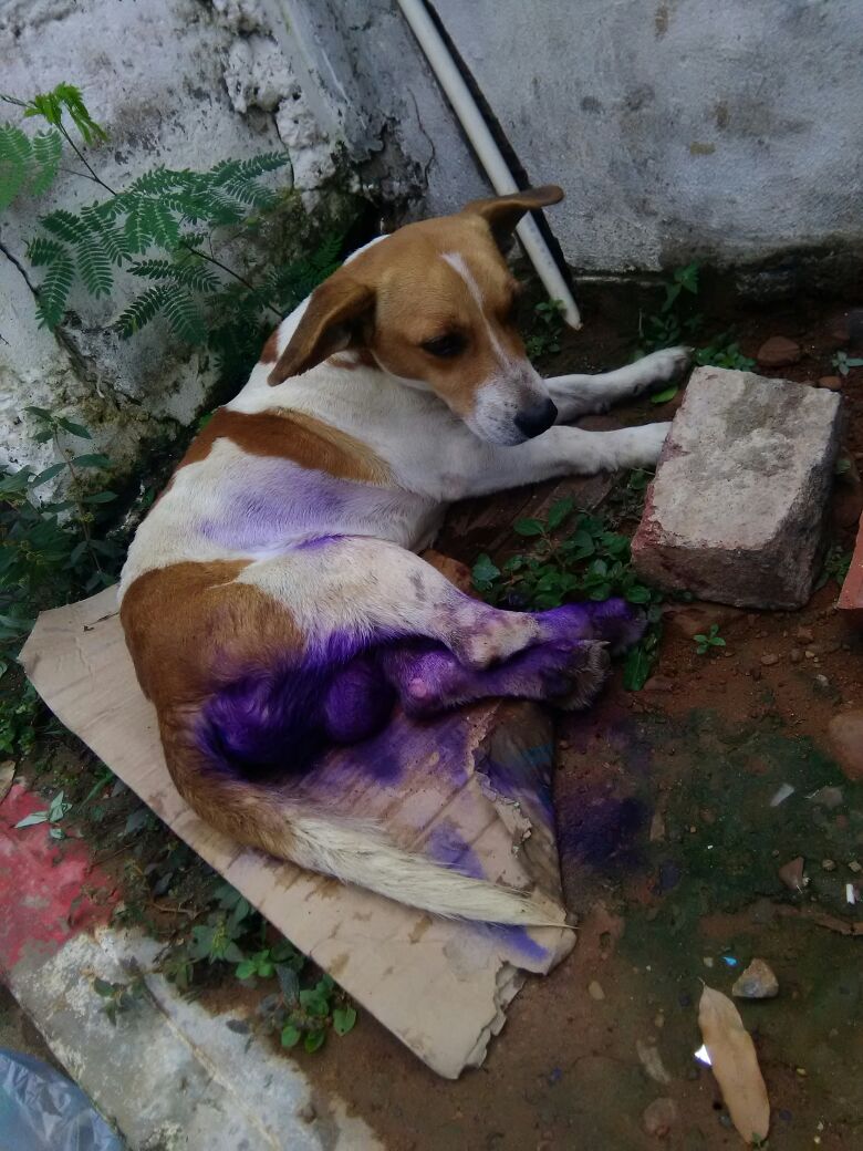 KarimeM15's tweet photo. @DiproCucuta URGENTE!! Ayudas Para Este perro de la calle Quedo inválido, y aun desconocemos las causas de su invalidez Solicitamos Ayúda 🐶 https://t.co/irMguaBW2P