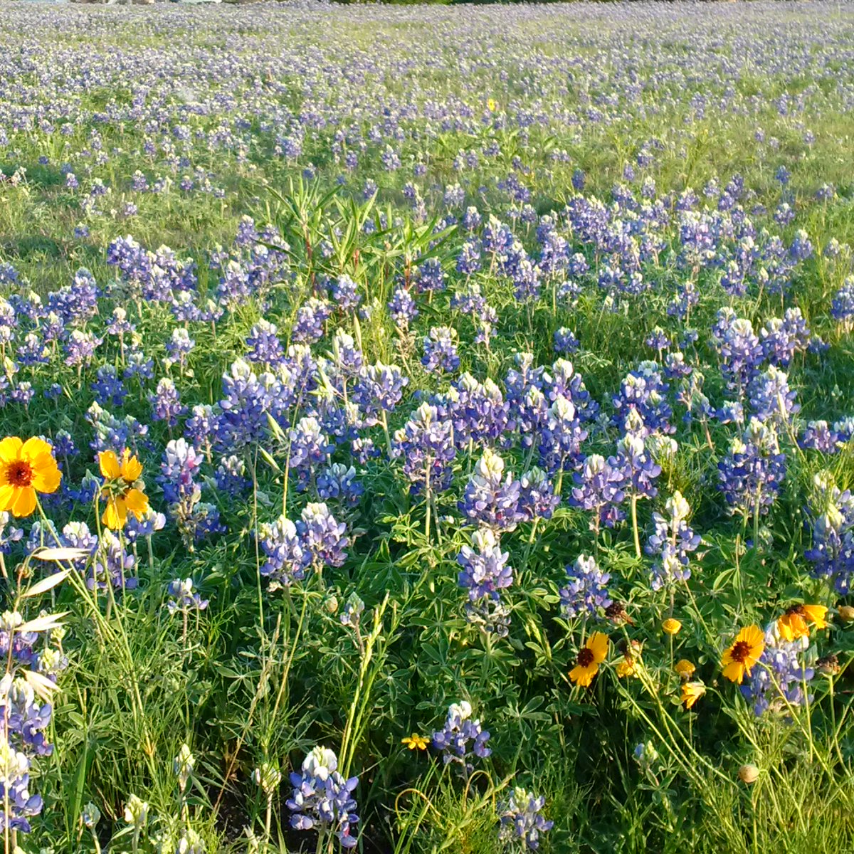 gregzylka's tweet photo. @JenCarfagno Blue Bonnets starting to pop up with Spring Rains. https://t.co/Q62dWMHQVG