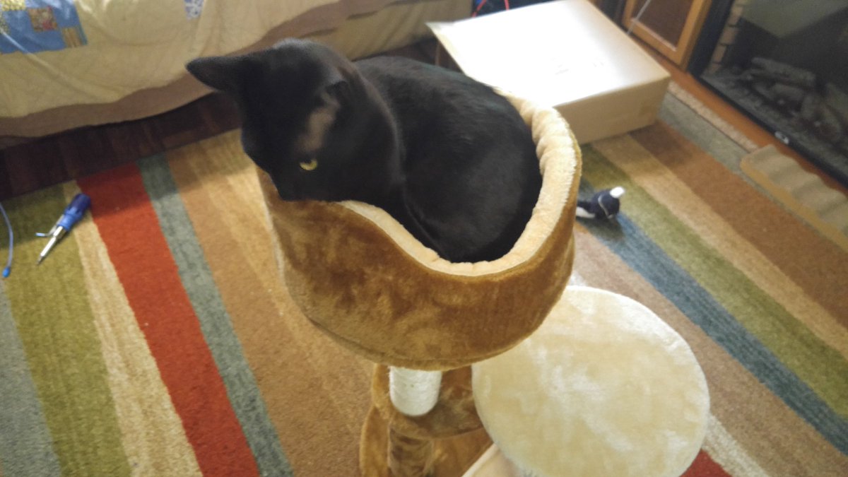 KayakCatShadow's tweet photo. A nice warm spot to wait for this moment.  The weekend!  Yippie!

#BlackCat #CatsOfTwitter #adventurecat #kayakers #weekend https://t.co/x4Wd4RUItk