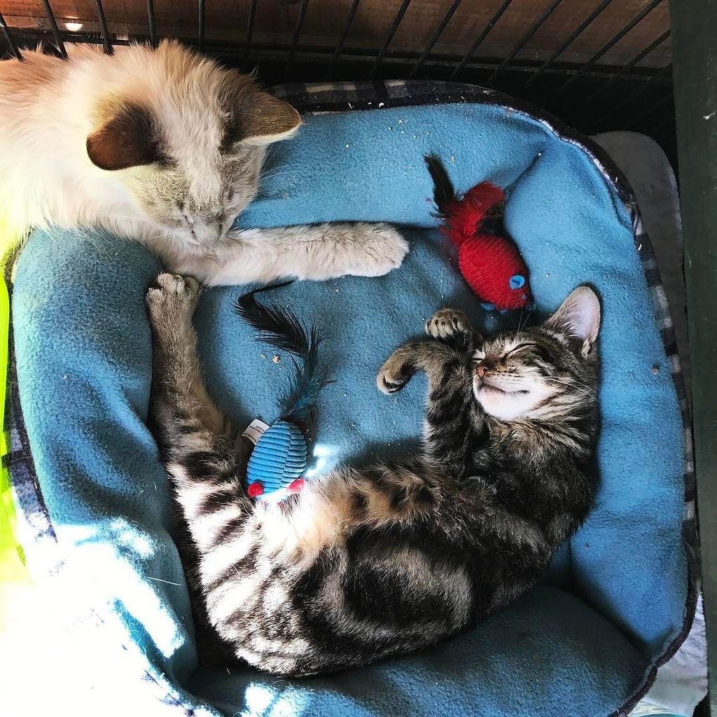BikeTinker's tweet photo. New "ferals" in for their quarantine. These guys are 100% tame, and super sweet. #forgottenfelines #catsofinstagram https://t.co/vw8oSZBlS2 https://t.co/dErfxgfSdi
