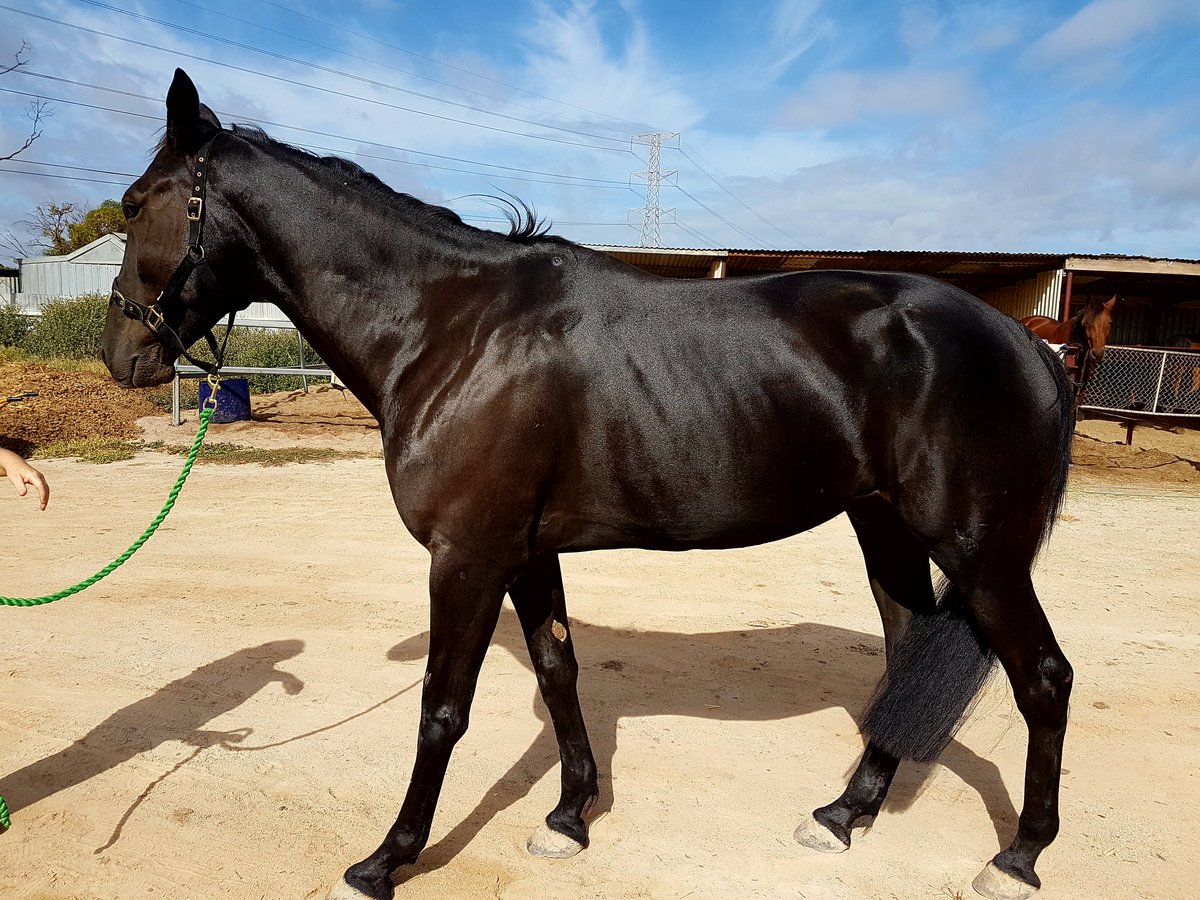 jacqvella's tweet photo. Thank you @SABOTRATWEETS @Alabarfarms #butterfields #cloverlodge last of product from July 2016 Fundraiser #lifeafterracing. Horses look 💕😍 https://t.co/ZqjHtaPdOP