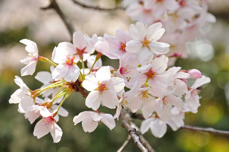 تويتر 駐日デンマーク大使館 على تويتر デンマークでは美しい桜を国花 とする法案が国会で審議されています 法案は4月1日を日本にならって 花見の日 として休日にし デンマークのワークライフバランスをより一層高めることを目的にしています T Co