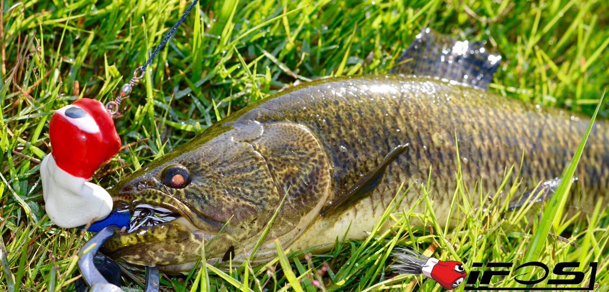 Pesca Tararira Uruguay
