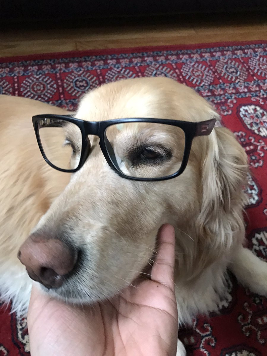 amber the gamer dog doggylovesgames twitter