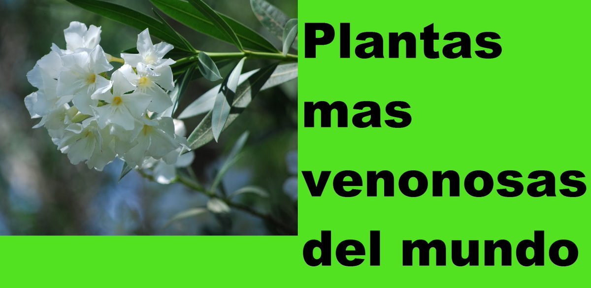 Las 5 plantas más venenosas del Mundo. goo.gl/PJLXgb