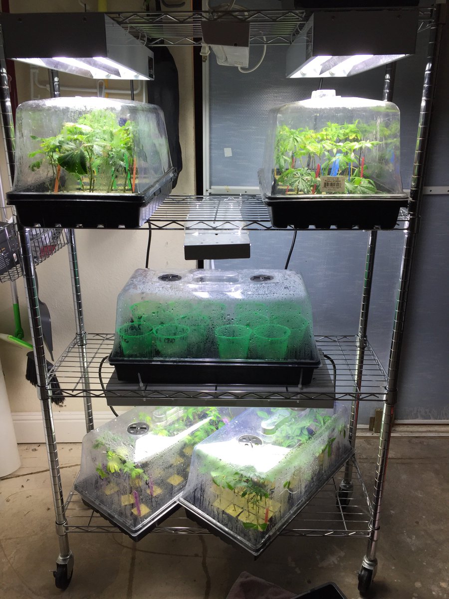 apotek420's tweet photo. Stocking up on clones! 18 strains!  #marijuana #clones #igrowindoor #massgrows #staylifted #cultivate #chico #buttecounty #apotekbotanicals https://t.co/59C24AbTs8