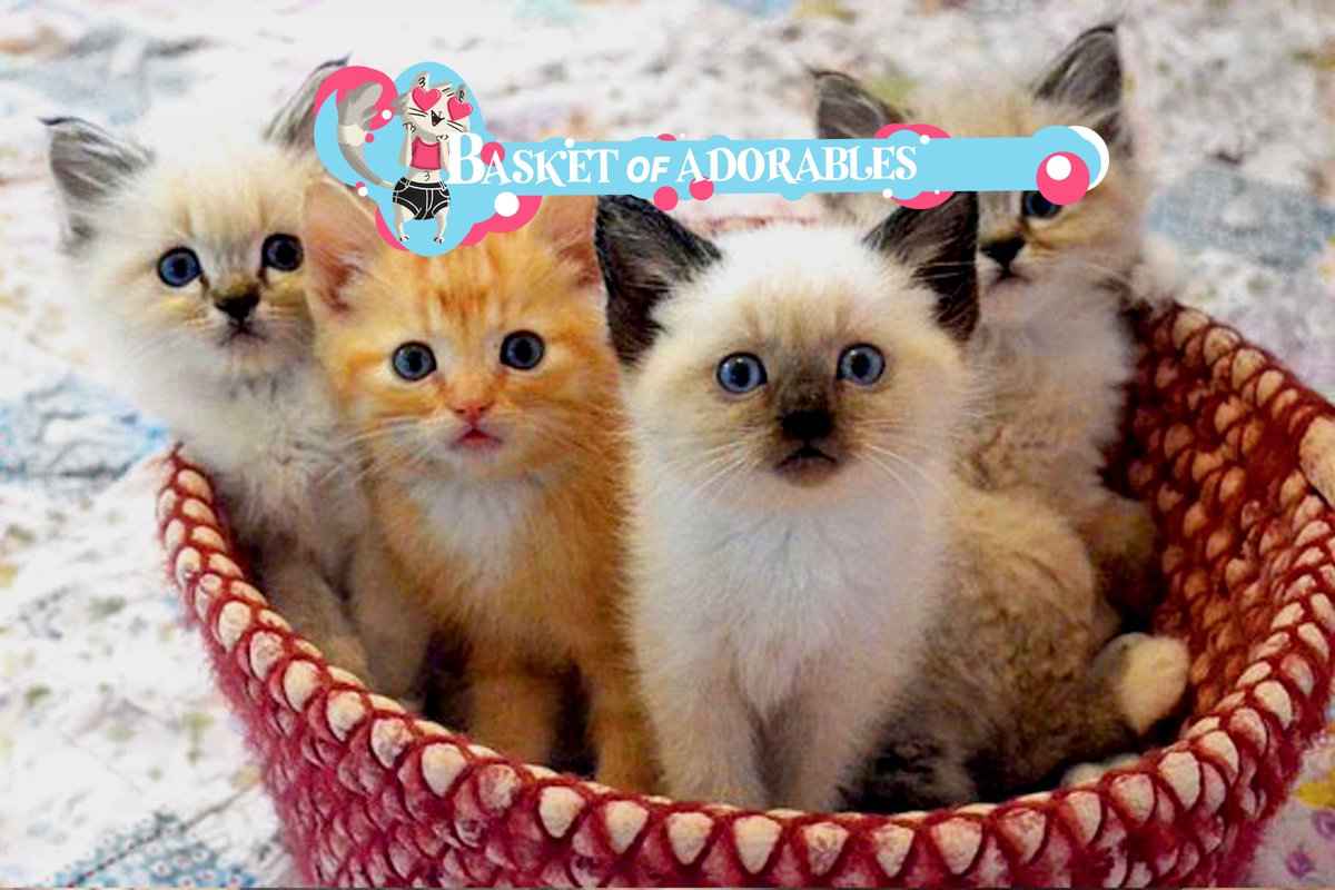 BasketsOfAdorbs's tweet photo. Head into the weekend with a kitten-induced smile on your face! #kittylove #CatsOfTwitter #BasketOfAdorables #weekendgoals https://t.co/wS7OAMtsgQ