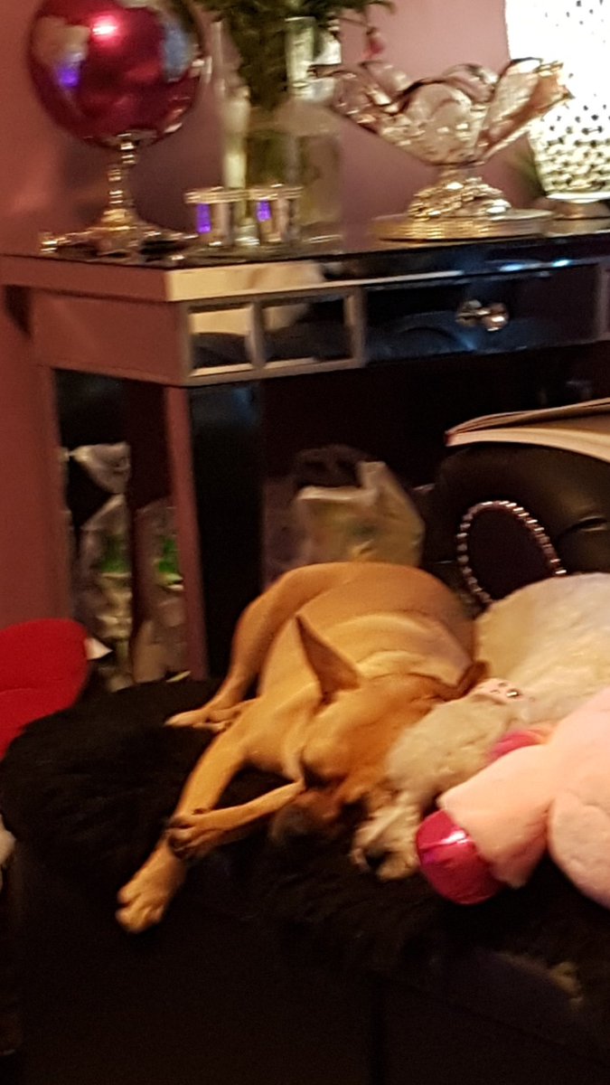 SteveMcguirl's tweet photo. @barkinglotltd thankyou guys awww peace and quiet 2 very happy tired doggies 👍😁x https://t.co/Cvi3XjAjZB
