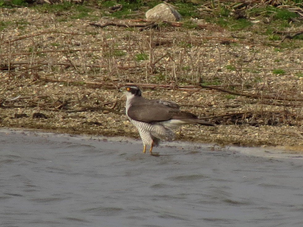 NijmegenBirder's tweet photo. Always stunning birds to see - this adult Goshawk came down for a paddle, must have been feeling the heat #Ooijpolder https://t.co/7jiMD0OSCO