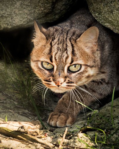 almazleaper's tweet photo. And the smallest Cat, Nuwara #rustyspotted from Sri Lanka @TheBigCatSanct https://t.co/u3tmg6nubE
