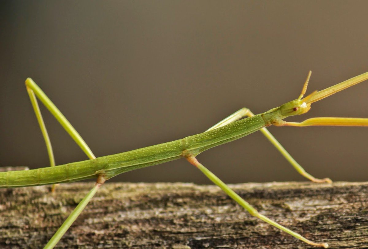 “El Insecto Palo de la fotografía y el vídeo pertenece a la especie Dryococelus Australis.” goo.gl/JUi7As