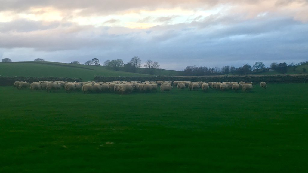 LauraBlenkharn's tweet photo. Cider, burger and MINE AND TOMS OWN SHEEP!!! #livingthedream #beenshopping #sheep365 https://t.co/BqAB5AAfhX